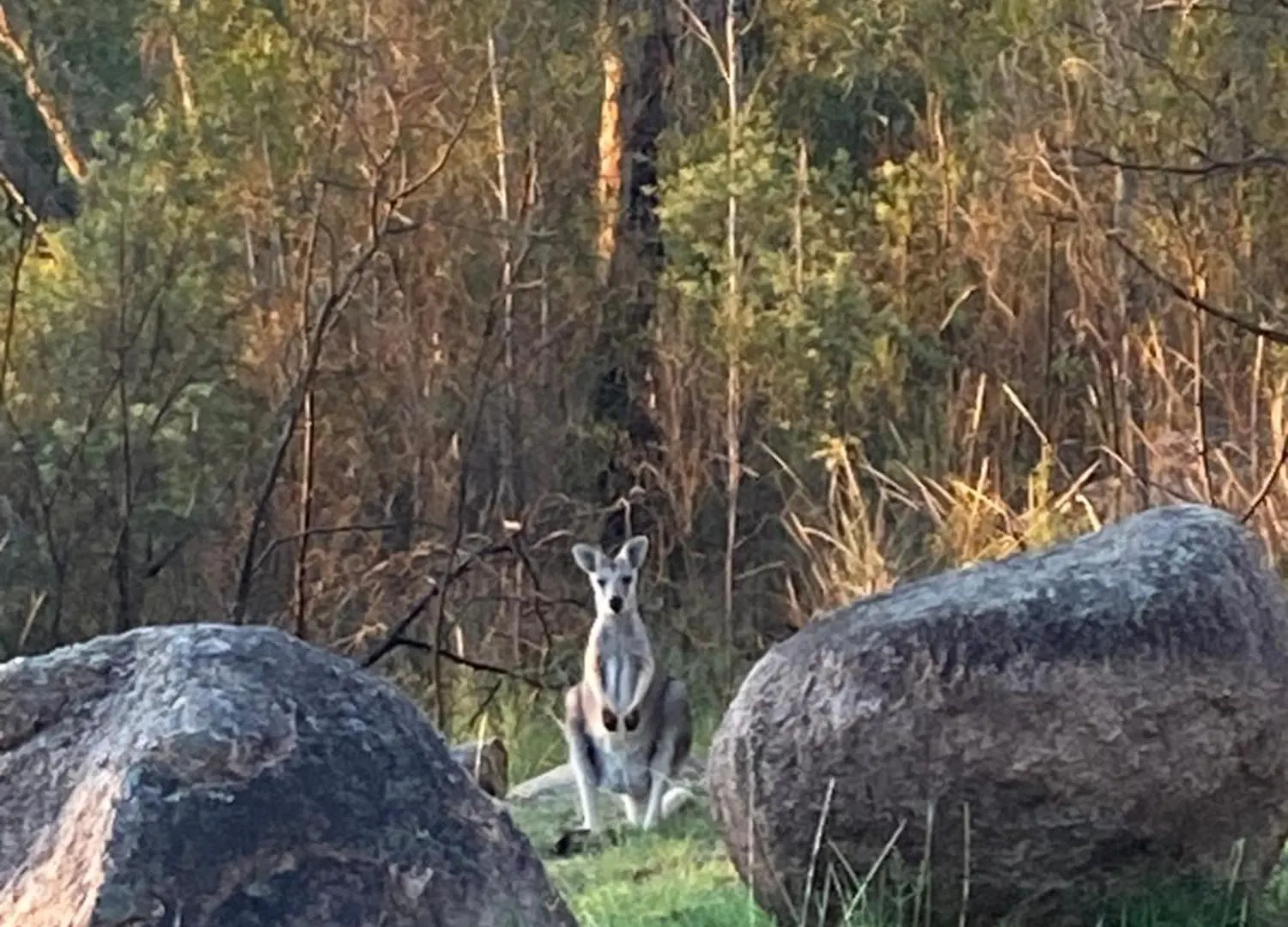 Eagle'S Nest Holiday home Stanthorpe Australia